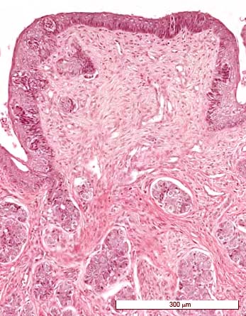 lengua examen oposición histología