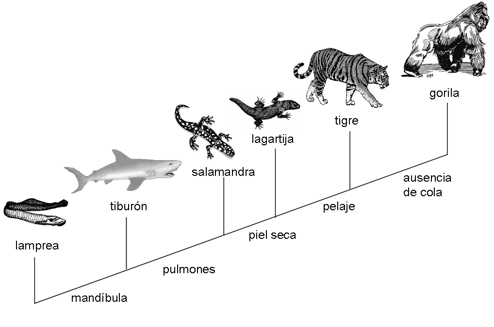 ejemplo cladograma sencillo