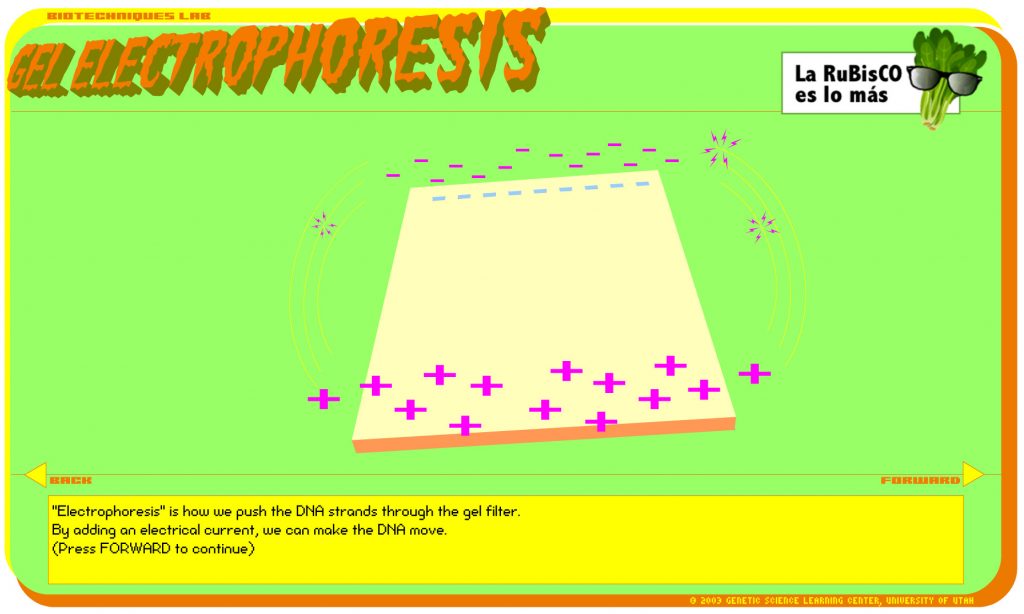 laboratorio virtual electroforesis